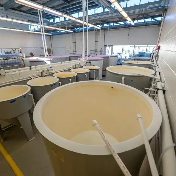 Interior of a modern industrial factory with large plastic tanks for processing.