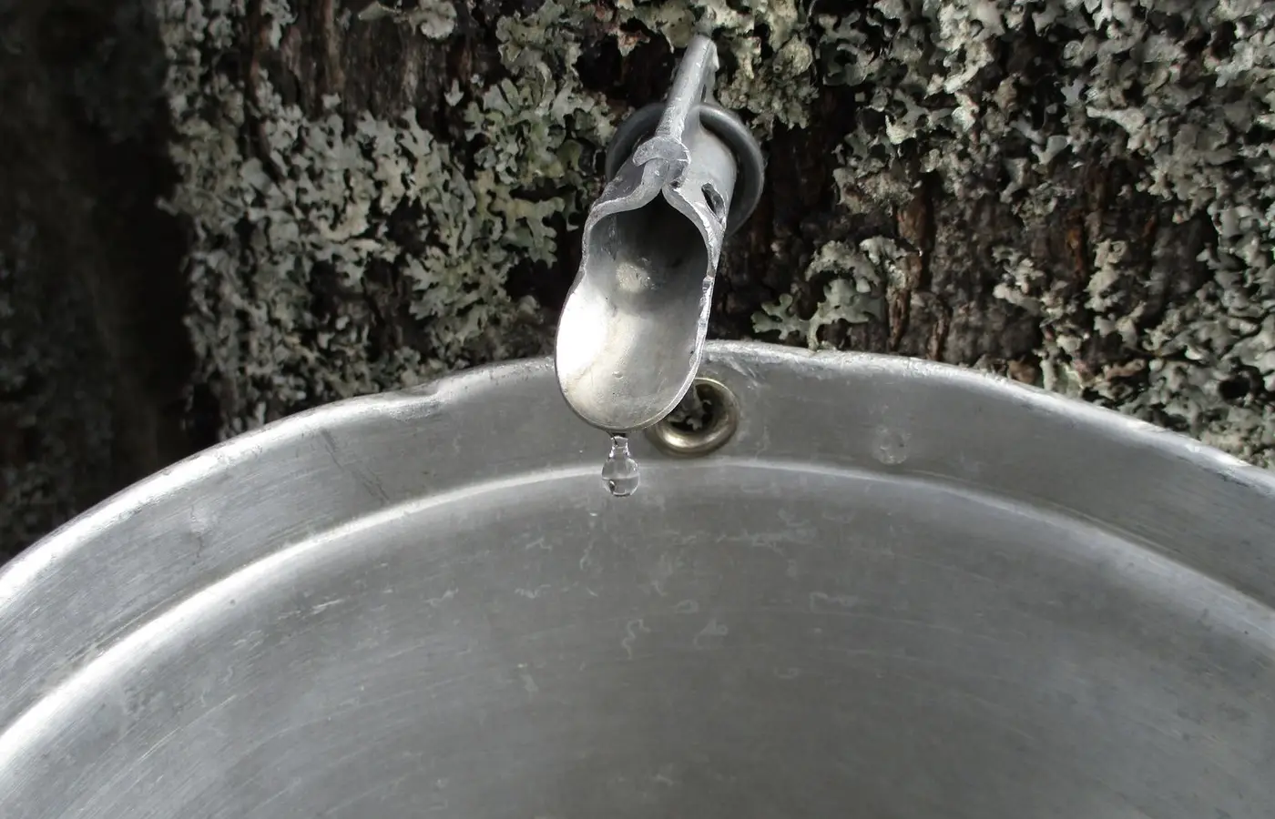 Close-up of maple sap tap and bucket collecting sap from a tree in Québec, Canada.